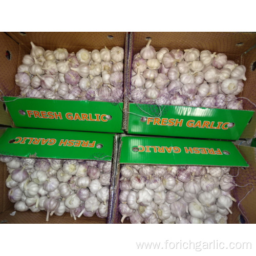 Normal Fresh White Garlic Price